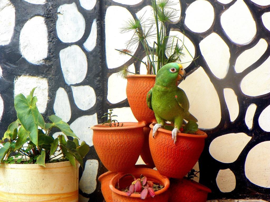 Posada Martha Tolima Salento Pokoj fotografie